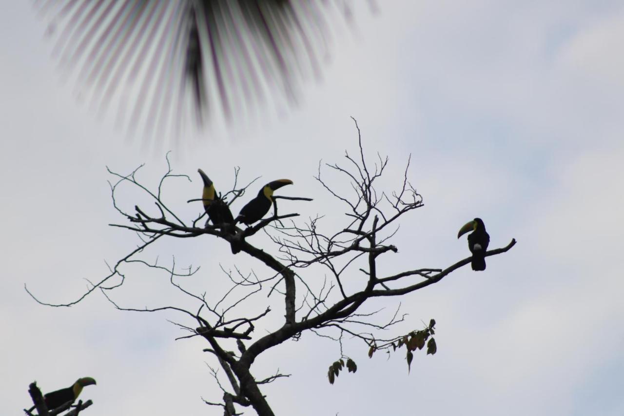 Serendipity Tortuguero